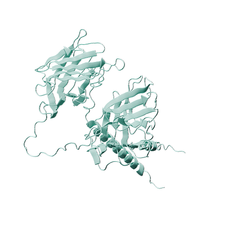 Human LAMP1 (C-6His, HEK293)